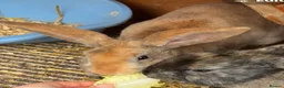 Mixed Breed rabbits for sale: Orange male rabbit  in Bridgwater - Advert 1