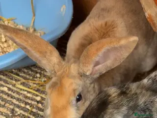 Mixed Breed rabbits Orange male rabbit - Advert 2