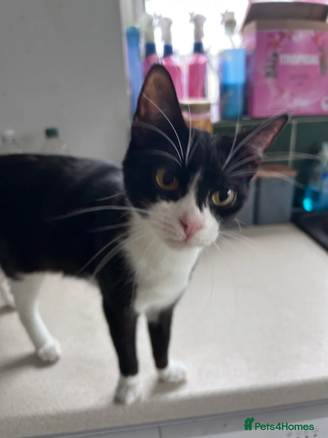Mixed Breed cats for sale: 18 month old female cat in Doncaster - Advert 1
