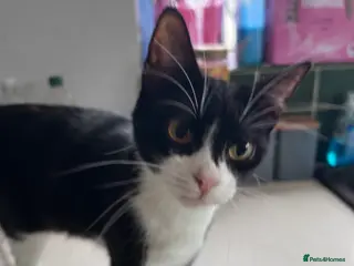 Mixed Breed cats 18 month old female cat - Advert 6