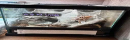 Tarantulas invertebrates for sale: Various tarantulas looking for new homes - Advert 12