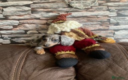 Miniature Dachshund dogs for stud: CREAM DAPPLE TOY LONG HAIRED DACHSHUND   - Image 5