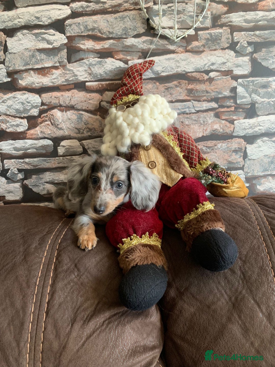 Miniature Dachshund dogs for stud: CREAM DAPPLE TOY LONG HAIRED DACHSHUND   - Image 5