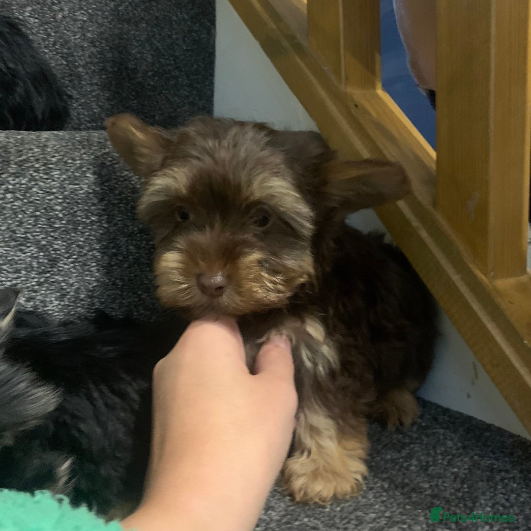Biewer Terrier dogs for sale: Last 3 Stunning Biewer Terrier puppies - Image 3