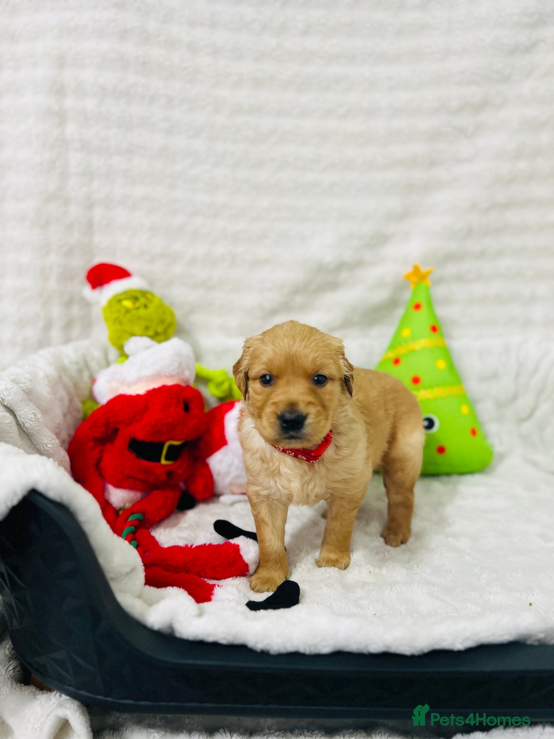 Golden Retriever dogs for sale: Extensively health tested clear golden retrievers - Advert 13