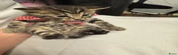 Bengal cats for sale: Rare Pedigree Zorro masked charcoal Bengal Kittens in Orpington - Advert 23