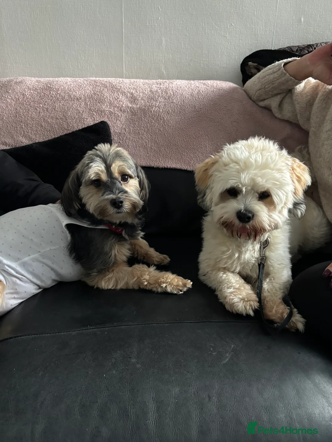 Mixed Breed dogs for sale: Now good to go . - Advert 8