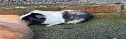Guinea Pig rodents for sale: Rosette Teddy X US Smooth  - Advert 9