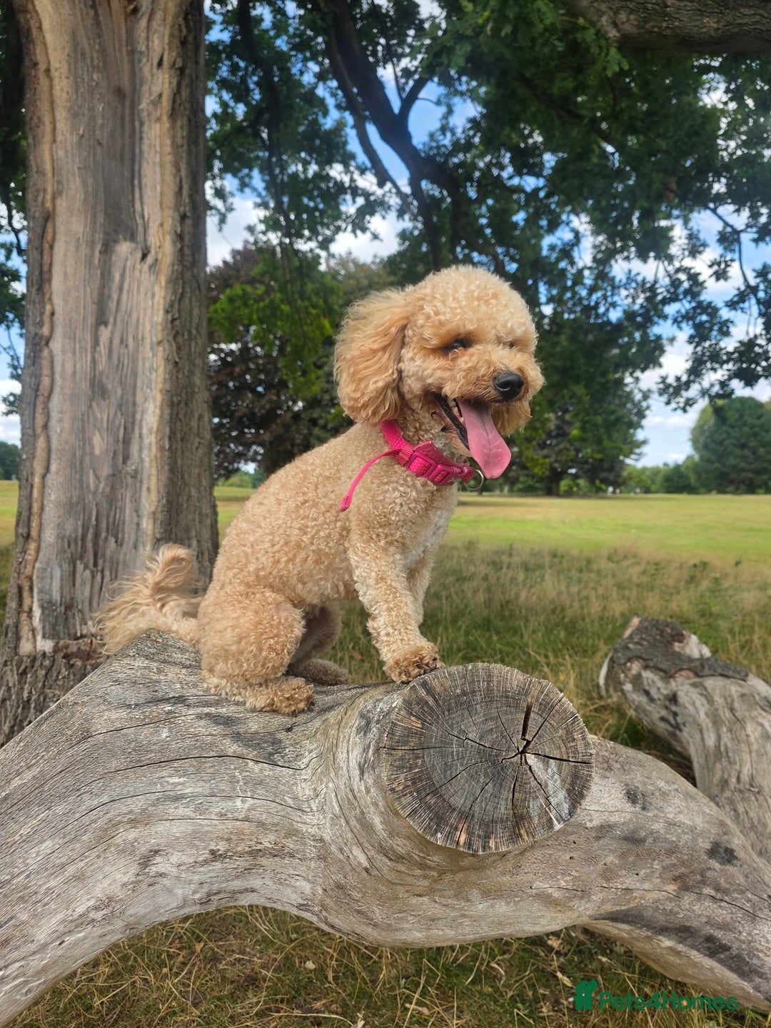 Toy Poodle dogs for sale: Toy poodle puppies  - Advert 1