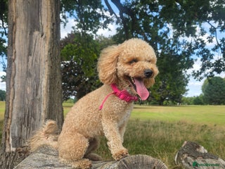 Toy Poodle dogs Toy poodle puppies - Advert 4