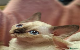 Devon Rex cats for sale: 🐱 Wonderful kittens Devon rex - Image 2