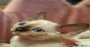 Devon Rex cats - Advert 8