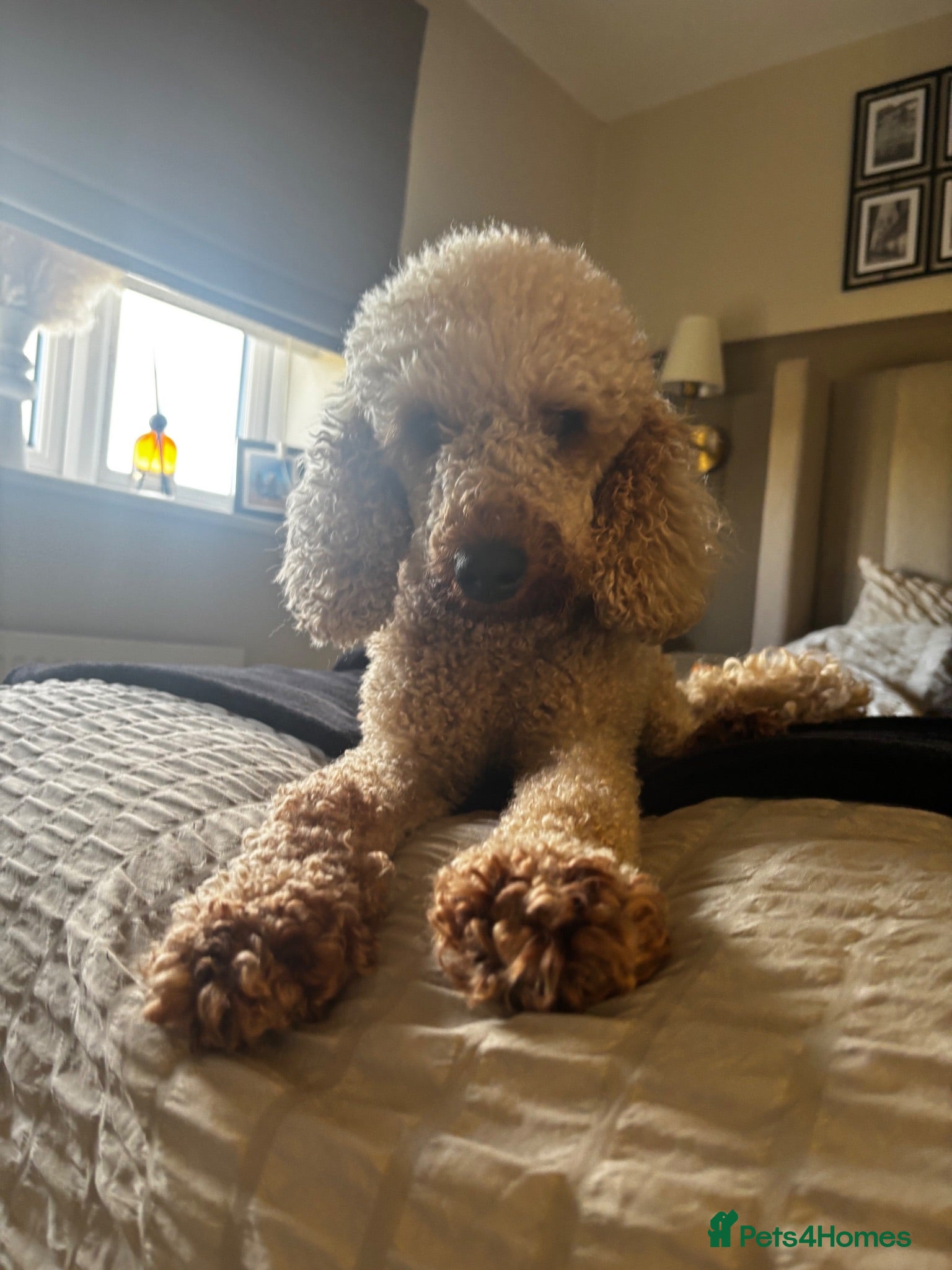 Cavapoo dogs Cavapoo puppies 💖 - Advert 10