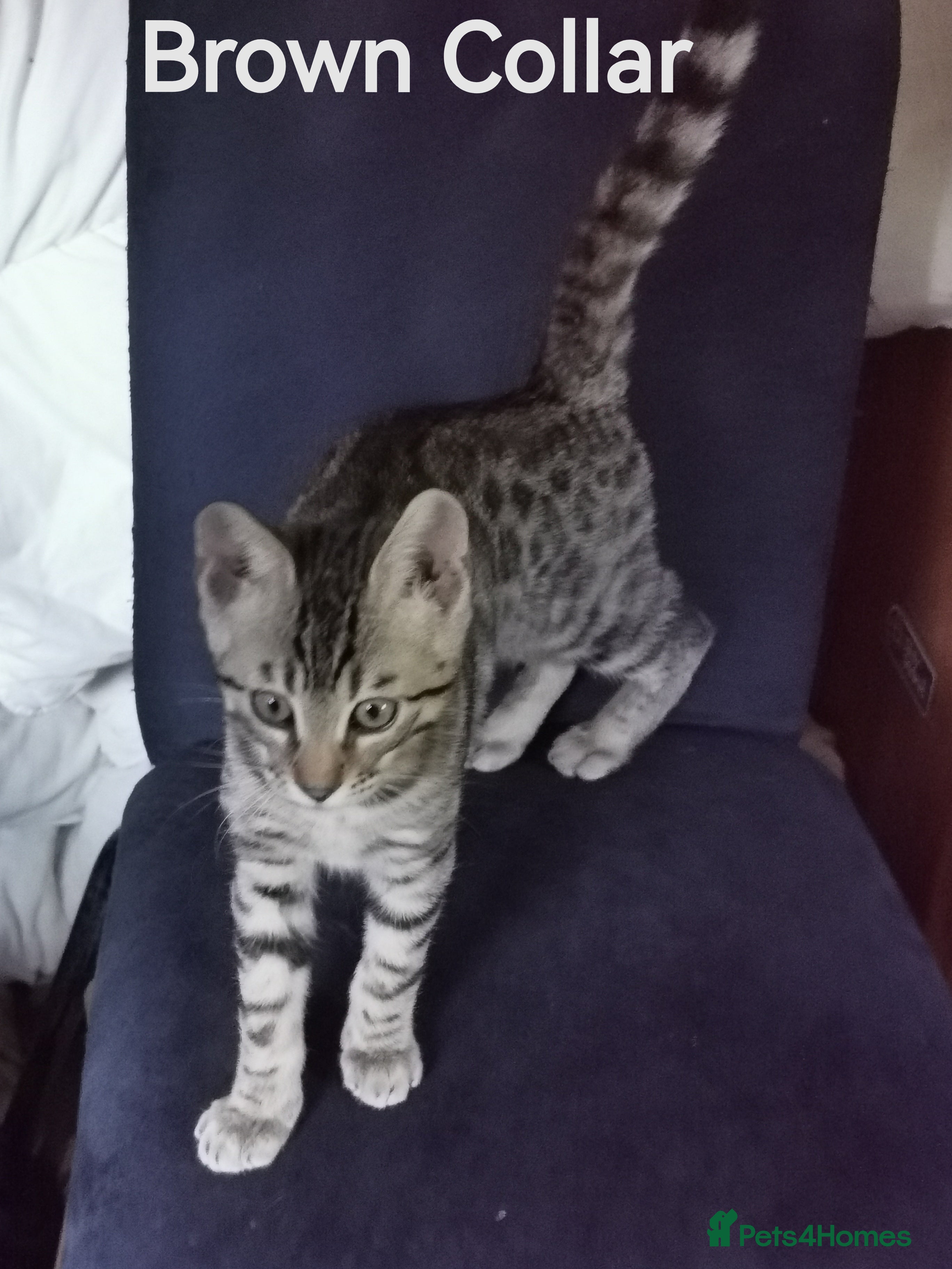 Bengal cats  Silver, Snow & brown Spotted Bengal Kittens - Advert 2