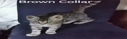 Bengal cats for sale:  Silver, Snow & brown Spotted Bengal Kittens - Advert 13