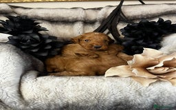 Miniature Poodle dogs for stud: Dark Red Miniature Poodle Stud Package Available in Southampton - Image 12