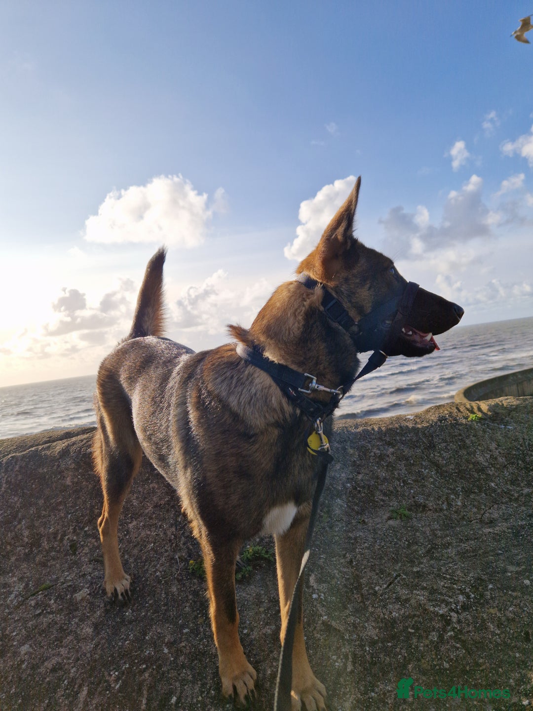 Mixed Breed dogs for sale: Sadly have to rehome a beautiful Malinois X - Advert 4