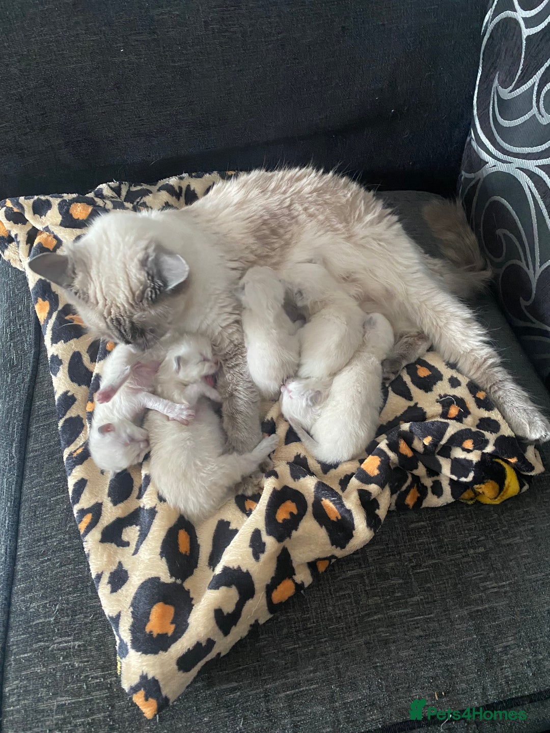 Ragdoll cats for sale: Ragdoll kittens  - Image 16