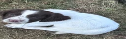English Springer Spaniel dogs for sale: Top Tier Working Spaniels in Aldershot - Advert 3