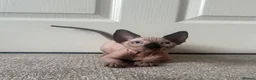 Sphynx cats for sale: READY TO LEAVE Canadian Sphynx kitten  - Advert 5
