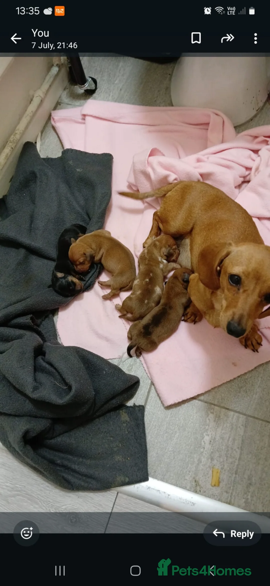 Miniature Dachshund dogs for sale: miniature dachshund for sale  in West Malling - Advert 5