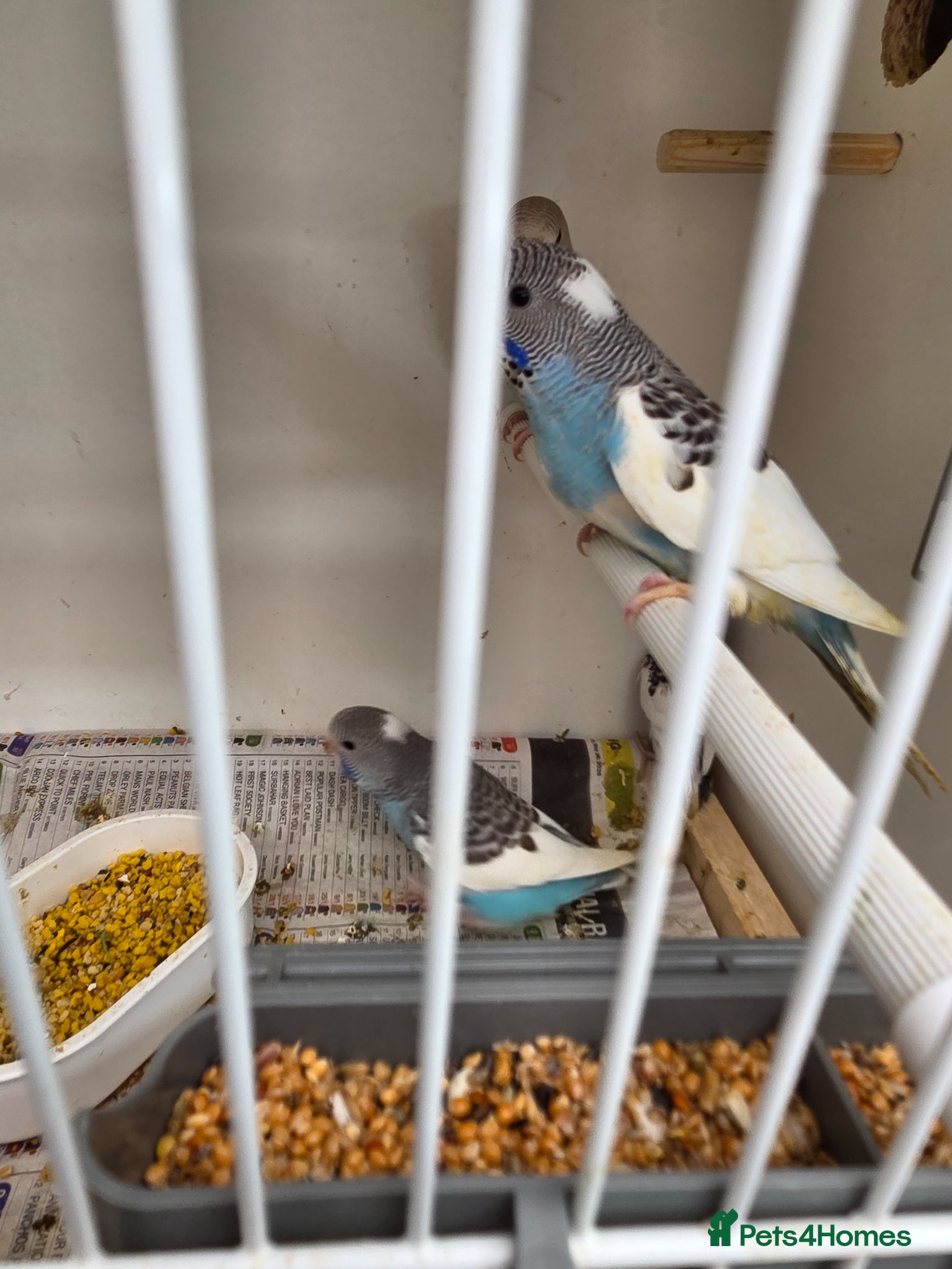 Budgerigars birds for sale: Blackface and blackface pieds split to blackface - Advert 4