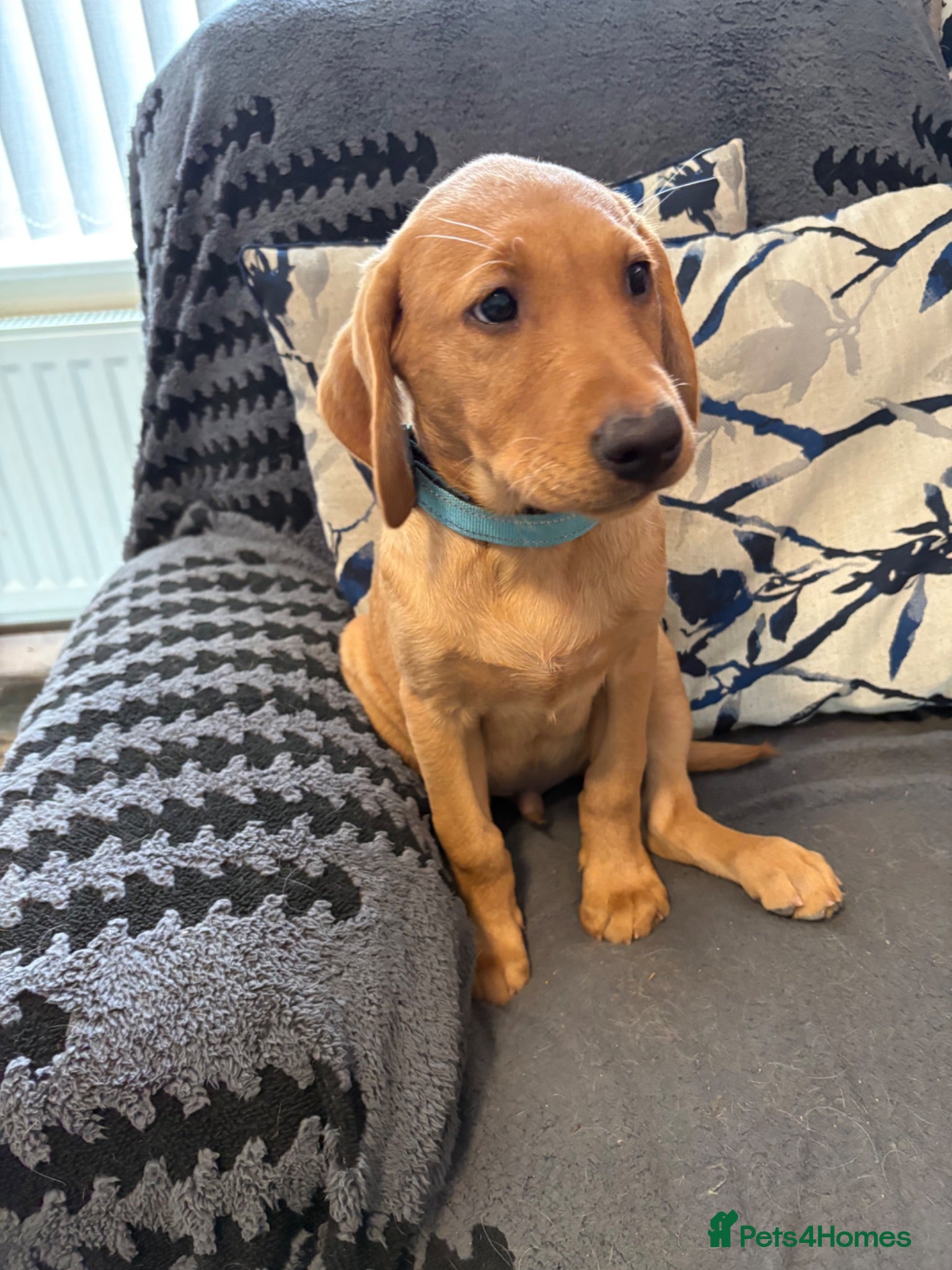 Labrador Retriever dogs READY NOW KC Registered Fox Red Labrador puppies - Advert 13