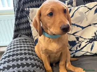 Labrador Retriever dogs READY NOW KC Registered Fox Red Labrador puppies - Advert 11