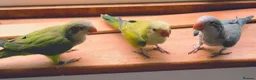 Parakeets birds for sale: Beautiful Hand Reared Quaker Parakeet babies 9 wks - Advert 2