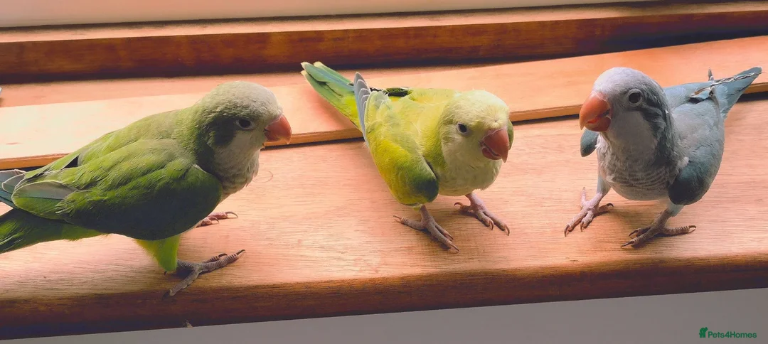 Parakeets birds for sale: Beautiful Hand Reared Quaker Parakeet babies 9 wks - Advert 2