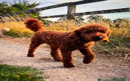 Cockapoo dogs for sale: Gorgeous F2B Cockapoos - Image 13