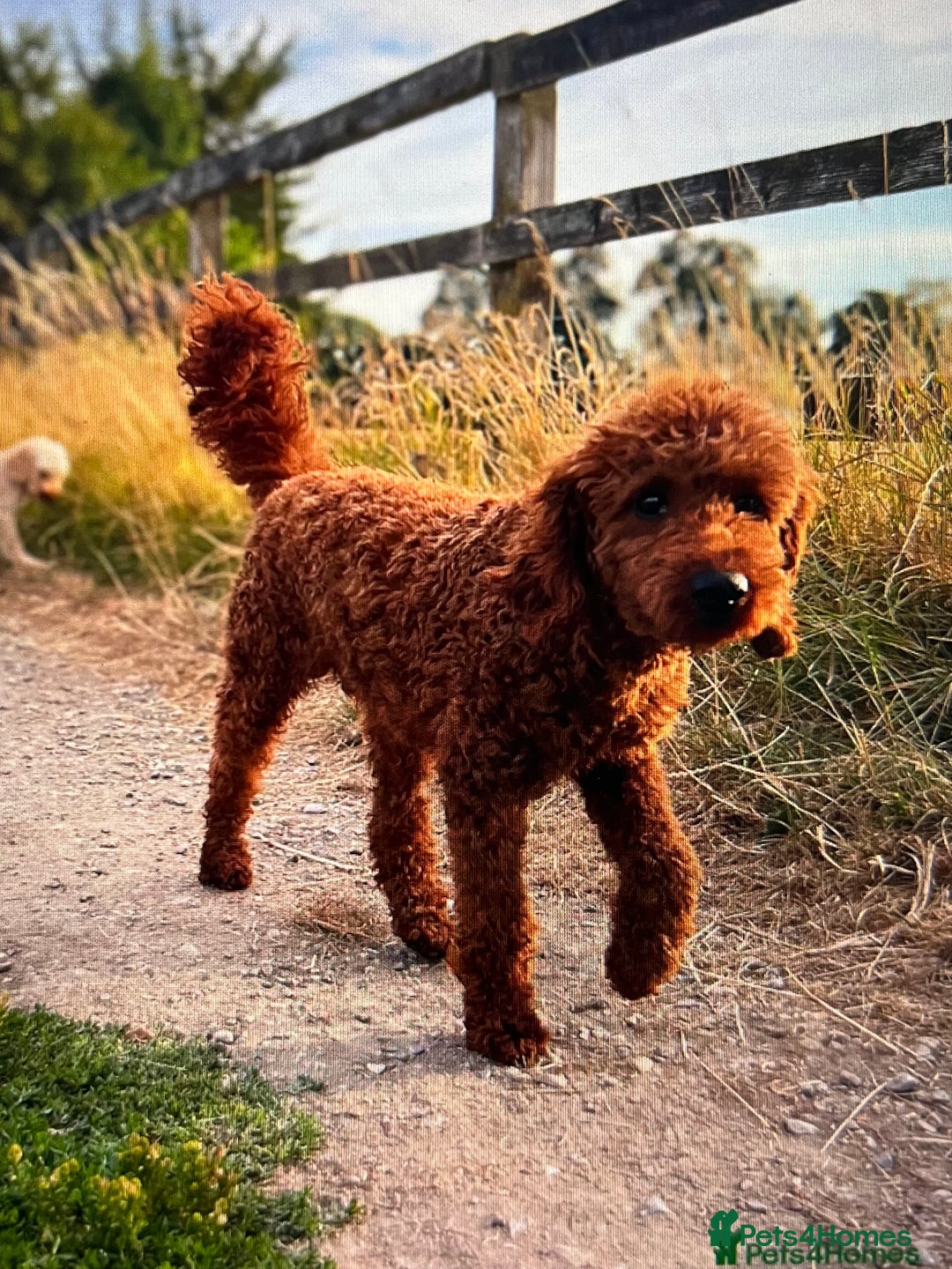 Cockapoo dogs for sale: Gorgeous F2B Cockapoos - Image 13
