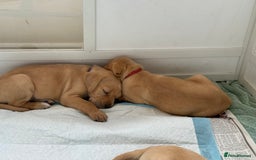 Mixed Breed dogs for sale: Golden retriever x pointer puppies - Image 2