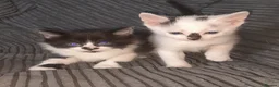 Mixed Breed cats for sale: 11 Adorable kittens 🐾 - Advert 13
