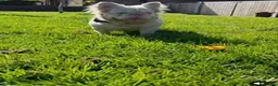 French Bulldog dogs for stud: 🩷 PINK FLUFFY STUD🩷 - Advert 1