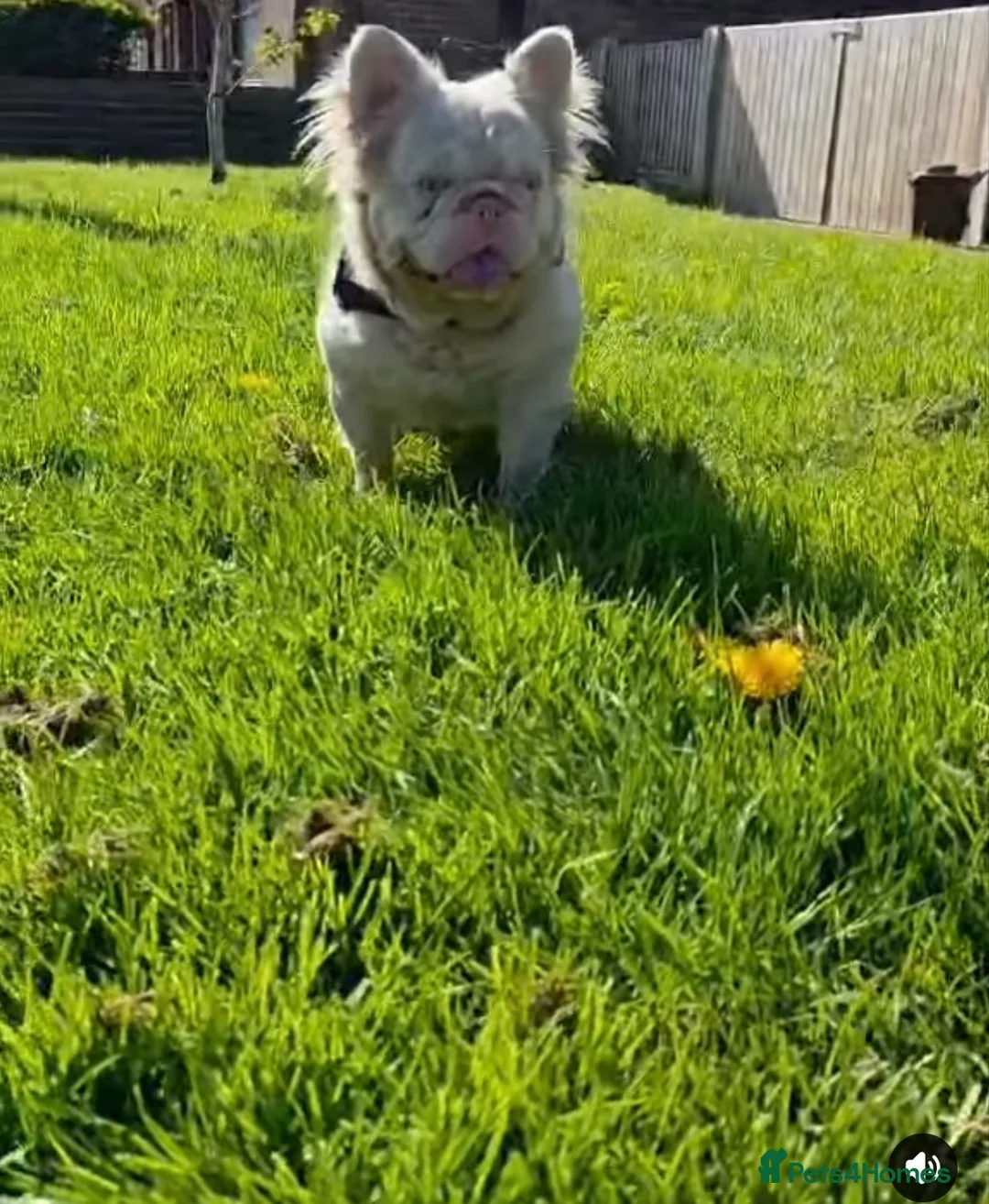 French Bulldog dogs for stud: 🩷 PINK FLUFFY STUD🩷 - Advert 1