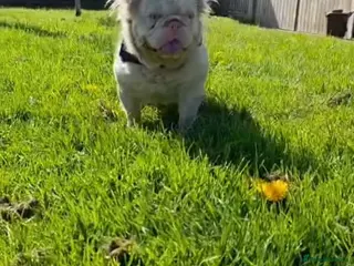 French Bulldog dogs 🩷 PINK FLUFFY STUD🩷 - Advert 11