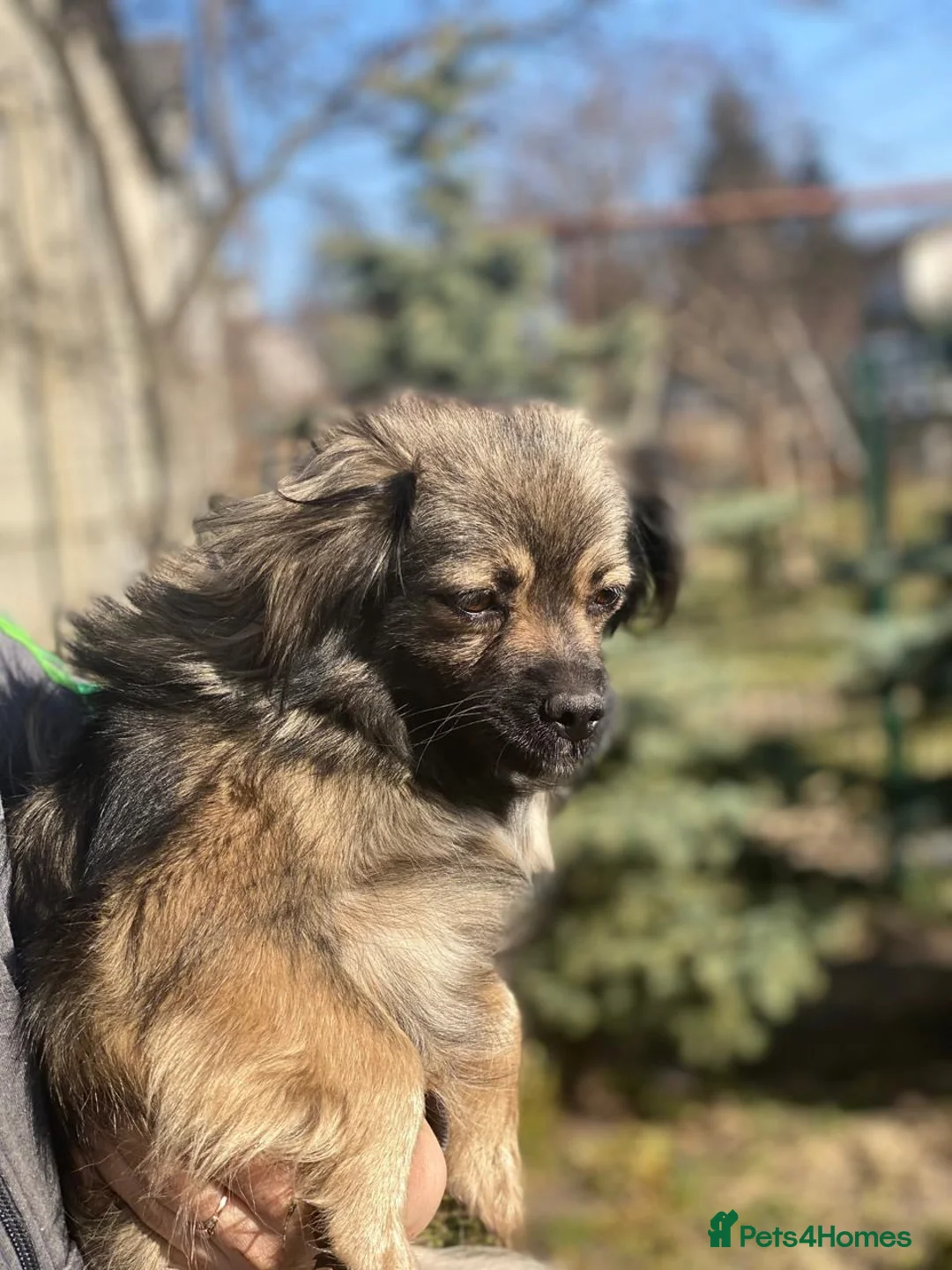 Mixed Breed dogs for adoption: ❤️🐶 MILLIE – THE LITTLE HEAD THAT FINDS YOUR HAND in Burton-on-Trent - Advert 2