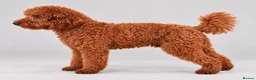 Miniature Poodle dogs for sale: Stunning miniature poodle boy - Advert 2
