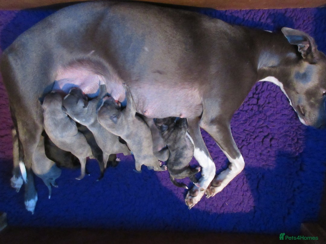 Whippet dogs for sale: KC DNA health tested, show quality Whippets - Advert 1