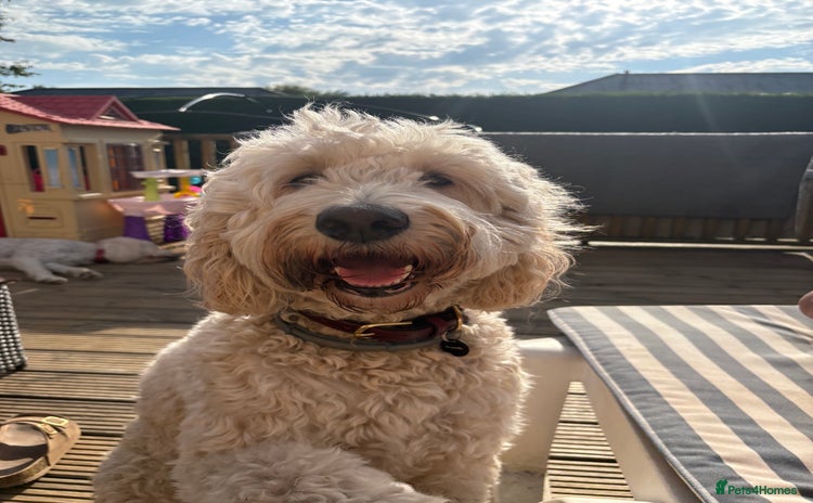Goldendoodle dogs - Advert 1