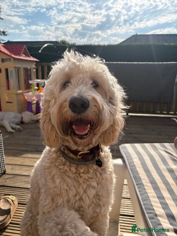 Goldendoodle dogs - Advert 1