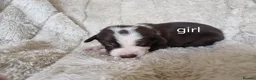 Mixed Breed dogs for sale: Ready to leave £500 ono - Advert 17