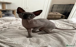 Sphynx cats for stud: TICA Registered Active Canadian Sphynx is for STUD - Image 8