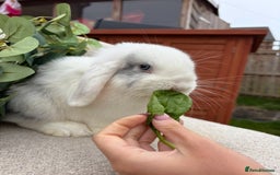 Mini Lop rabbits for sale: Mini lops for sale *ready to leave now* - Image 6