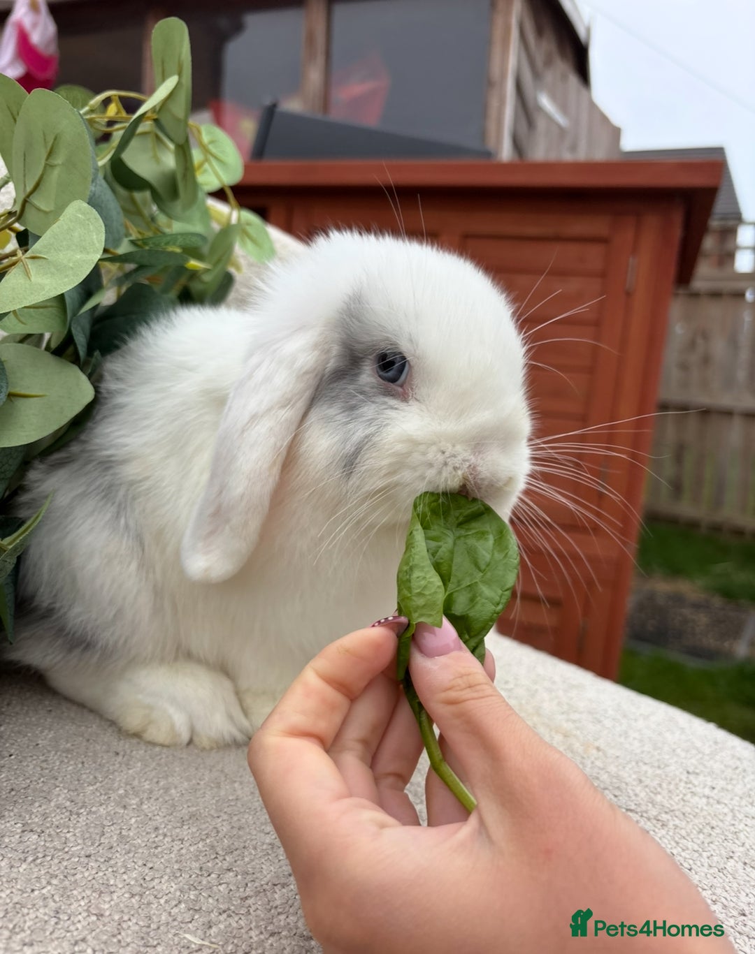 Mini Lop rabbits for sale: Mini lops for sale *ready to leave now* - Image 6