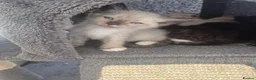 Snowshoe cats for sale: Beautiful snowshoe mixed Norwegian forest  - Advert 23