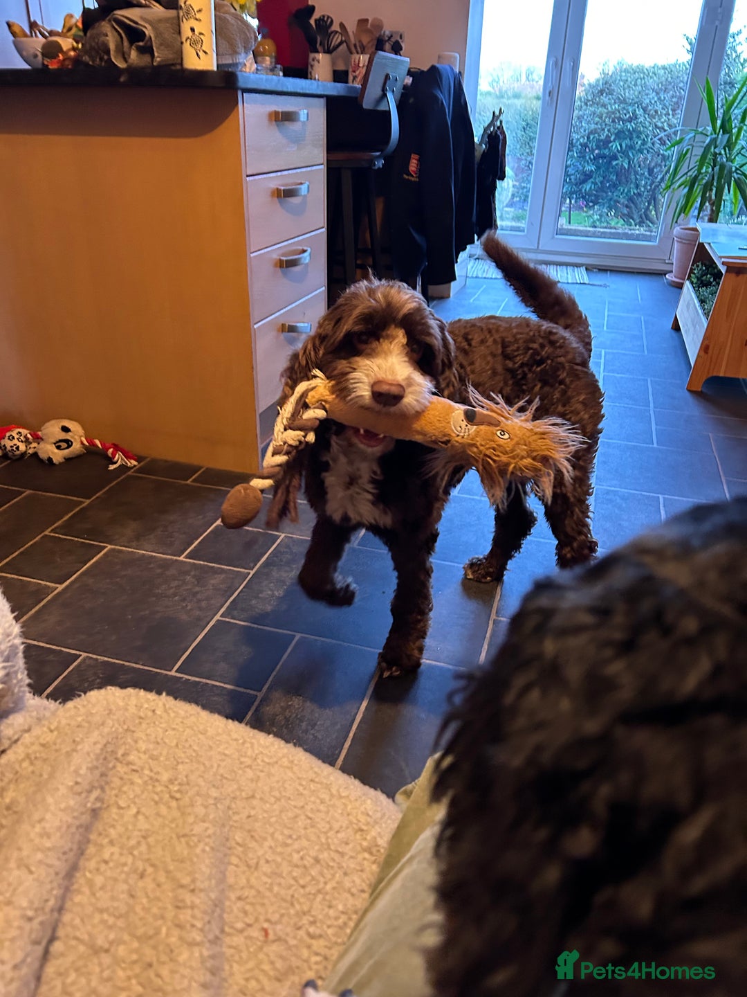 Mixed Breed dogs for stud: Sproodle labdradoodle cross to stud no charge - Advert 3