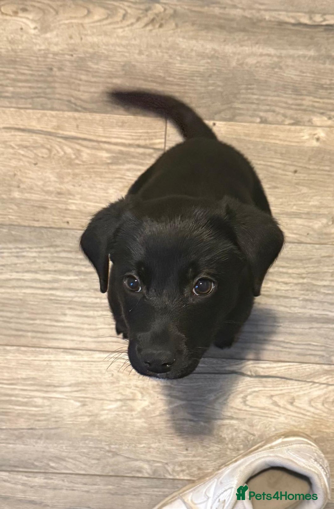 Borador dogs for sale: 1 adorable boy left ready for a good home - Advert 2