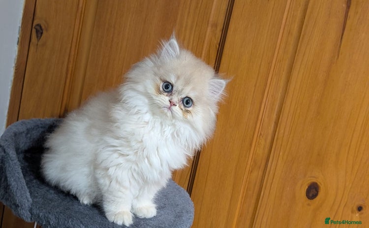 British Shorthair cats - Advert 12